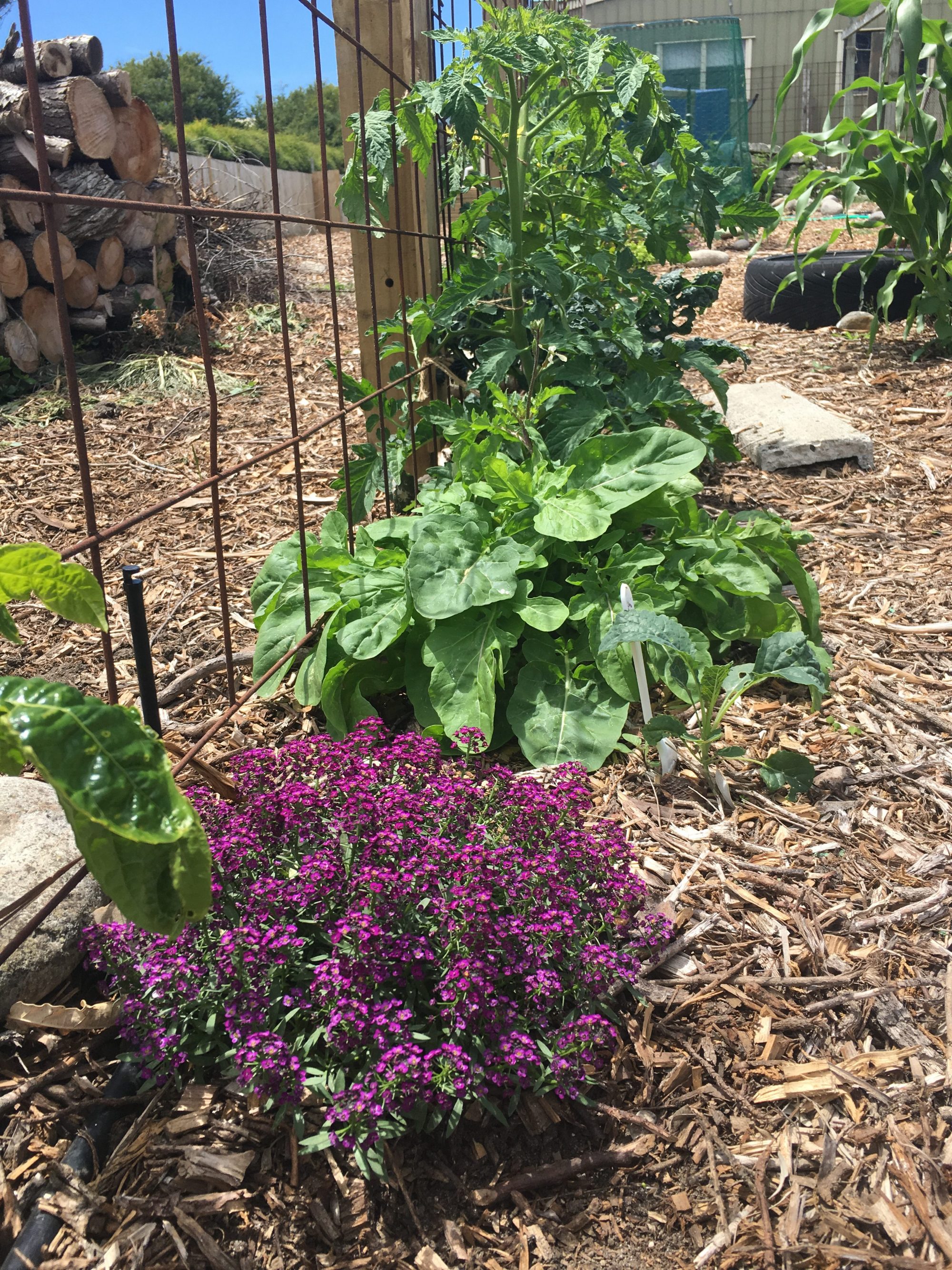 Edible Garden Update