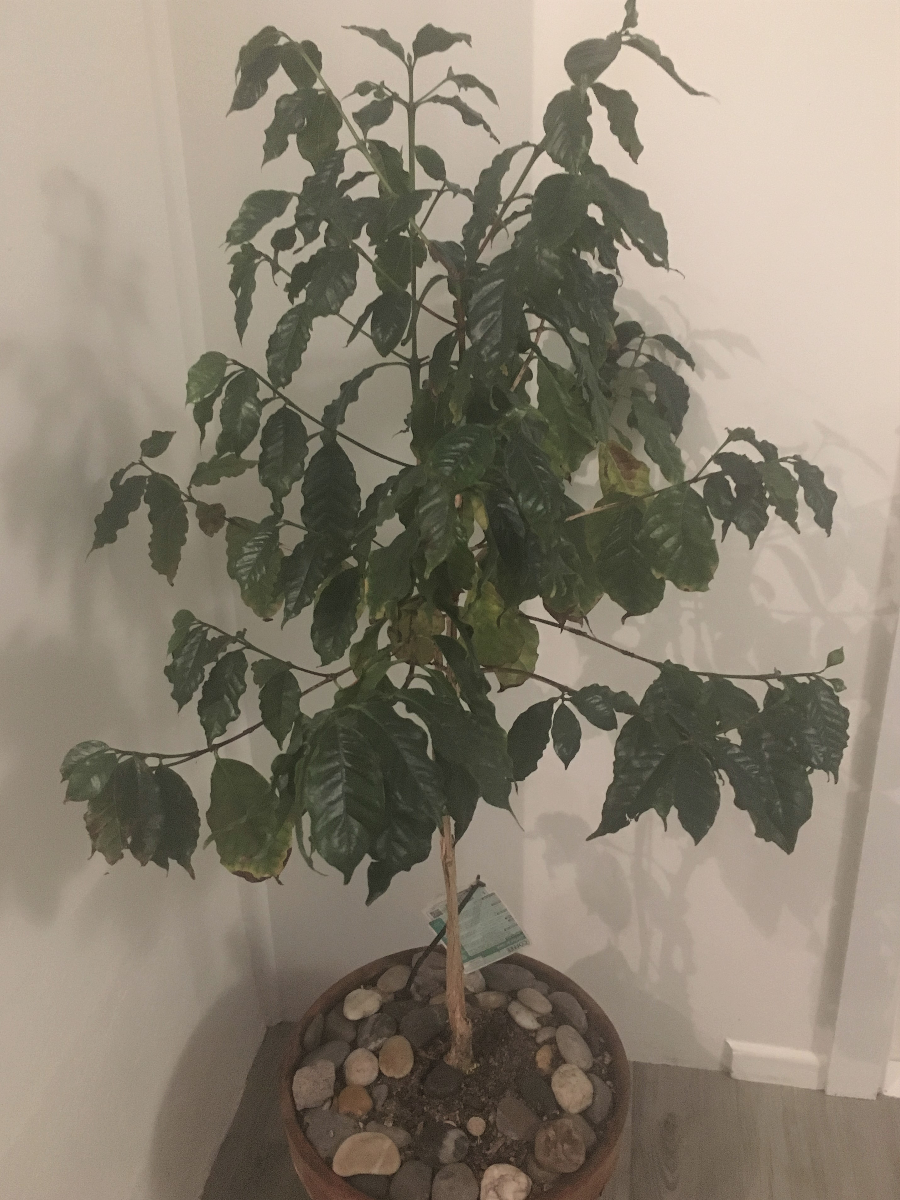 Experiments with Coffee