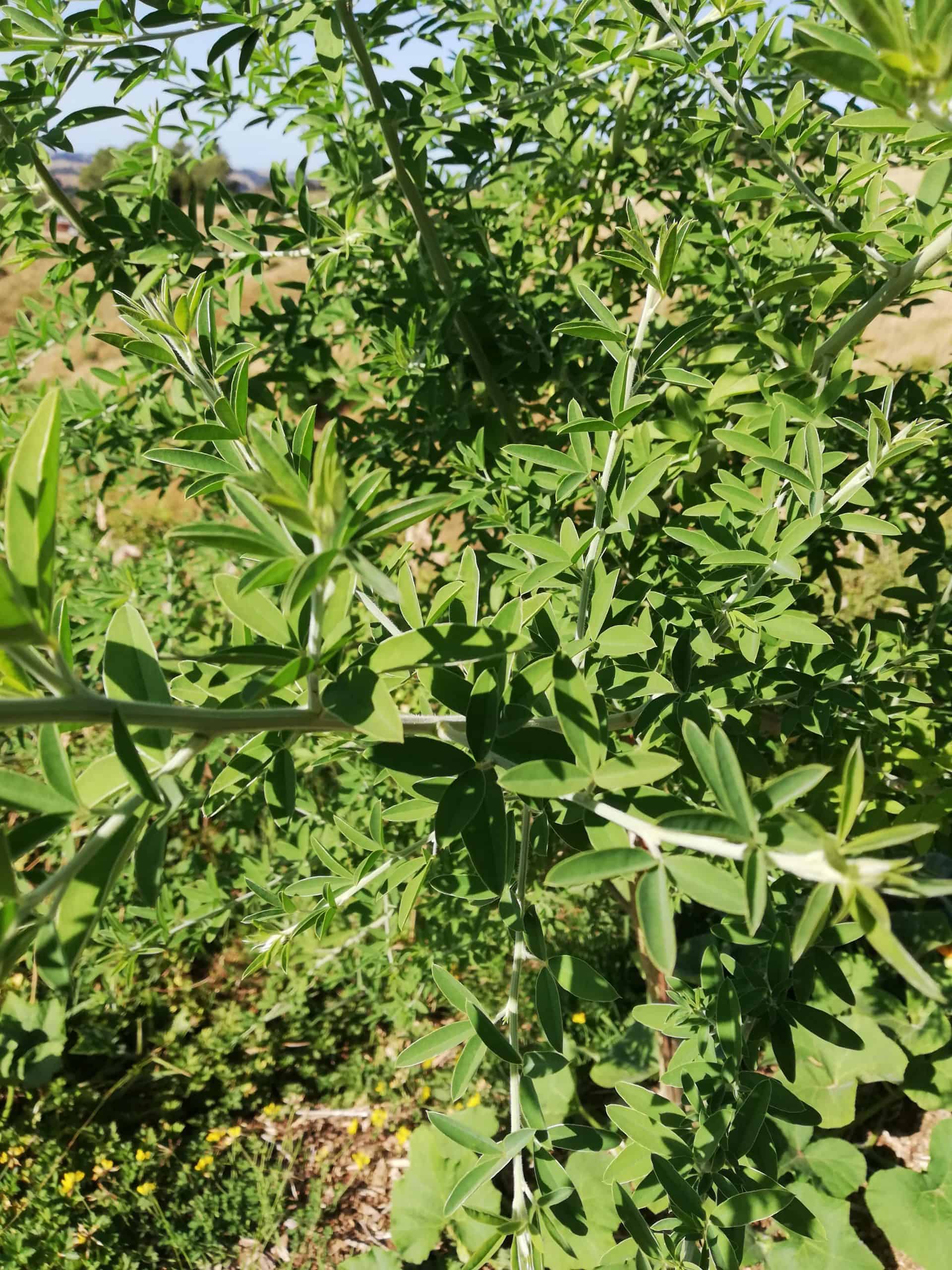 Tagasaste Seeds - Image 2