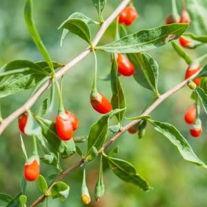 Goji Berries