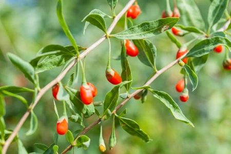 Goji Berries