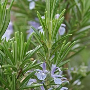 perennial crops - rosemary plants