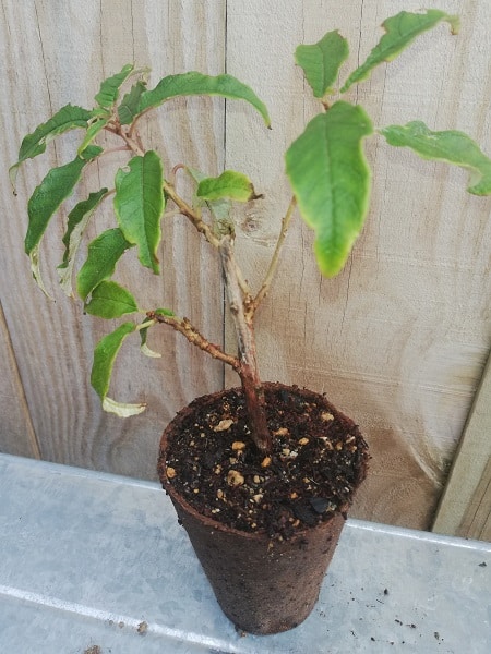 Kotukutuku (NZ tree fuchsia) - Image 2