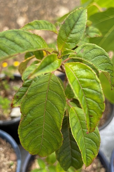 Kotukutuku Foliage
