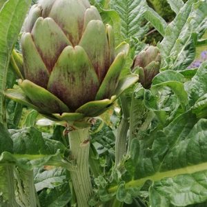 artichoke