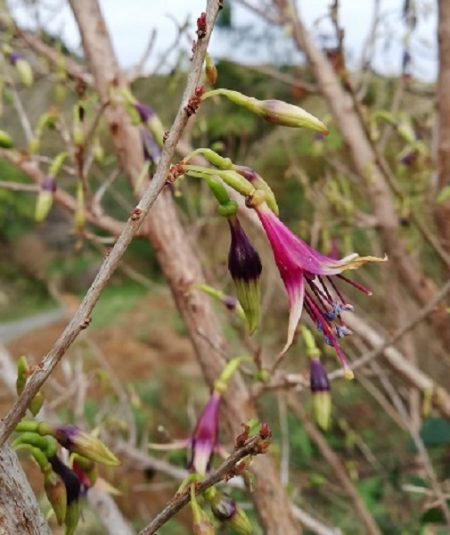 Kotukutuku Flower