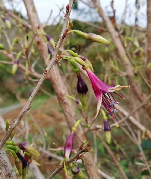 Kotukutuku Flower