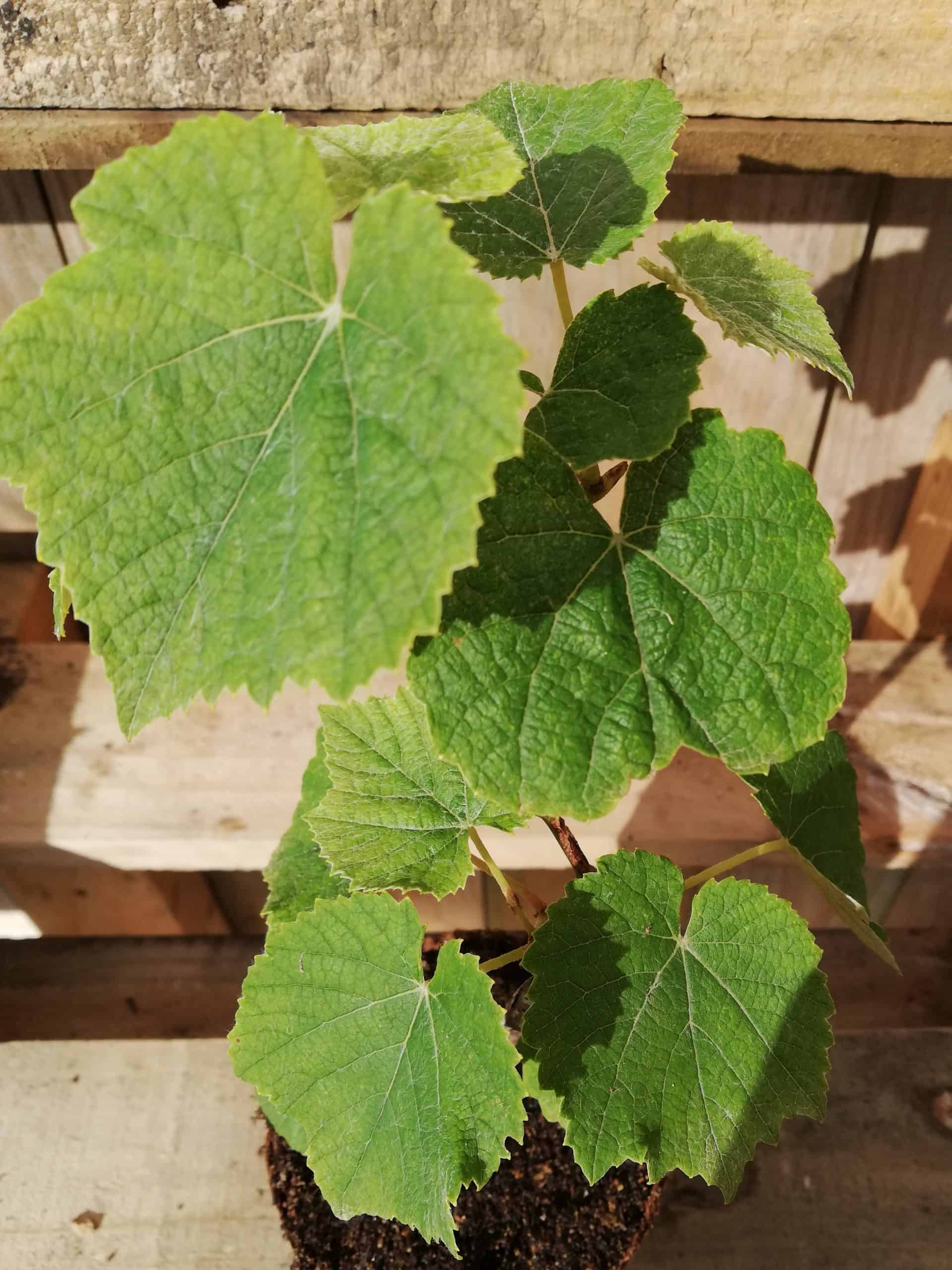 grapes