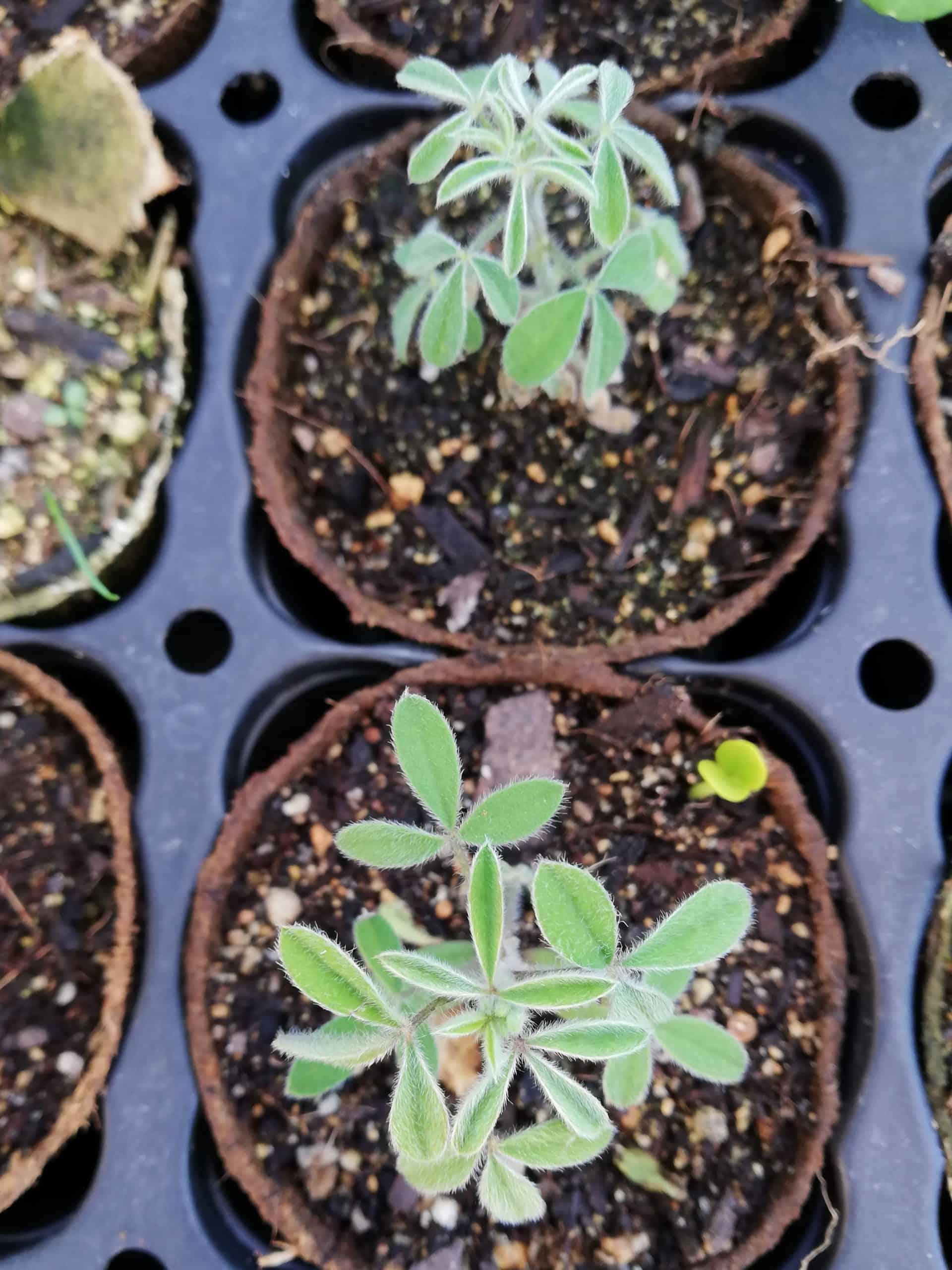 Tagasaste Seedlings - Image 4