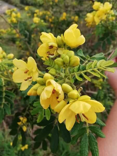 Senna Flowers