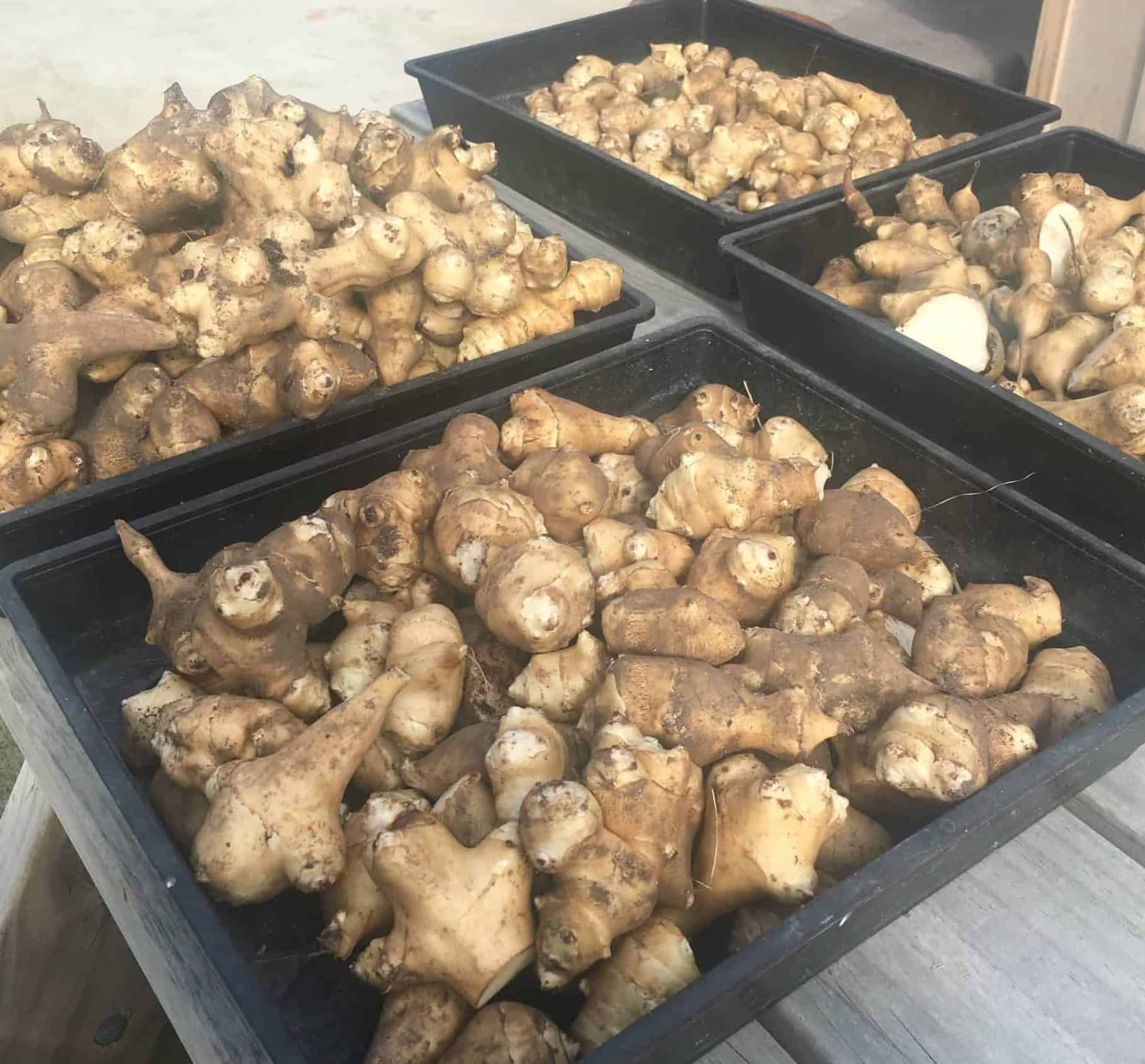 Jerusalem Artichokes Fresh Perceptions