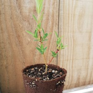 basket willow