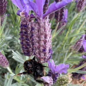 lavender