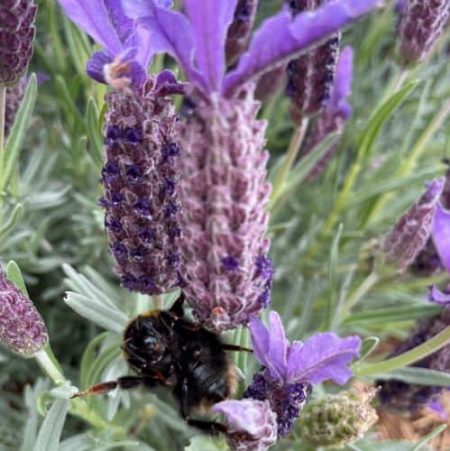 lavender