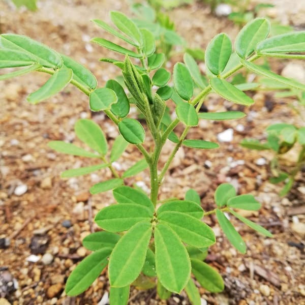 Senna Multiglandulosa - Image 2