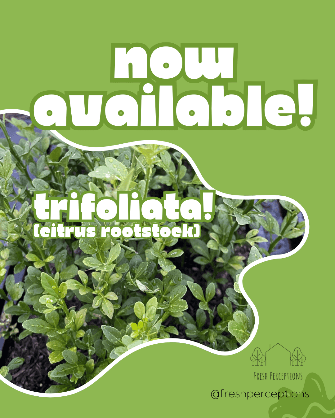 Citrus Rootstock - Trifoliata - Seedlings