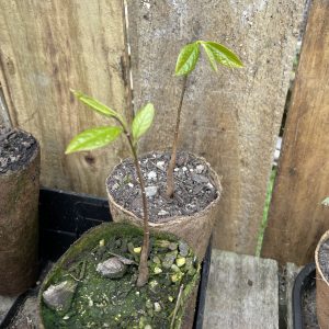 American Pawpaw