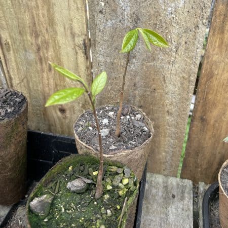 American Pawpaw